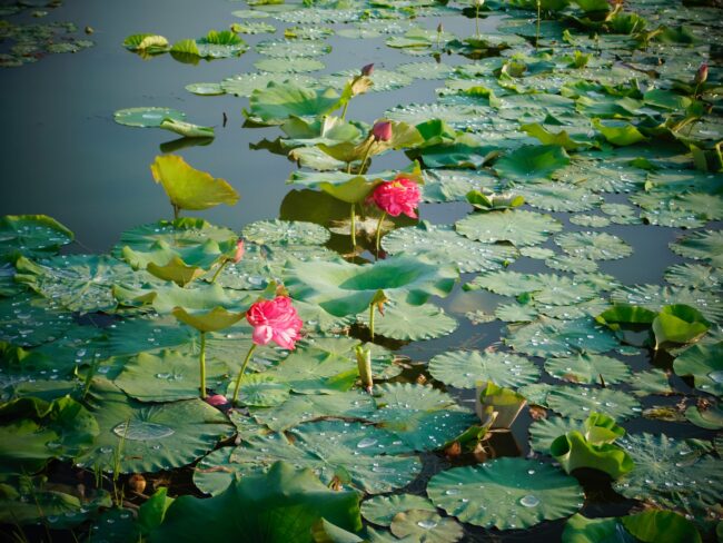 《楞嚴經》說法因緣― 阿難 尊者示現墮落淫室